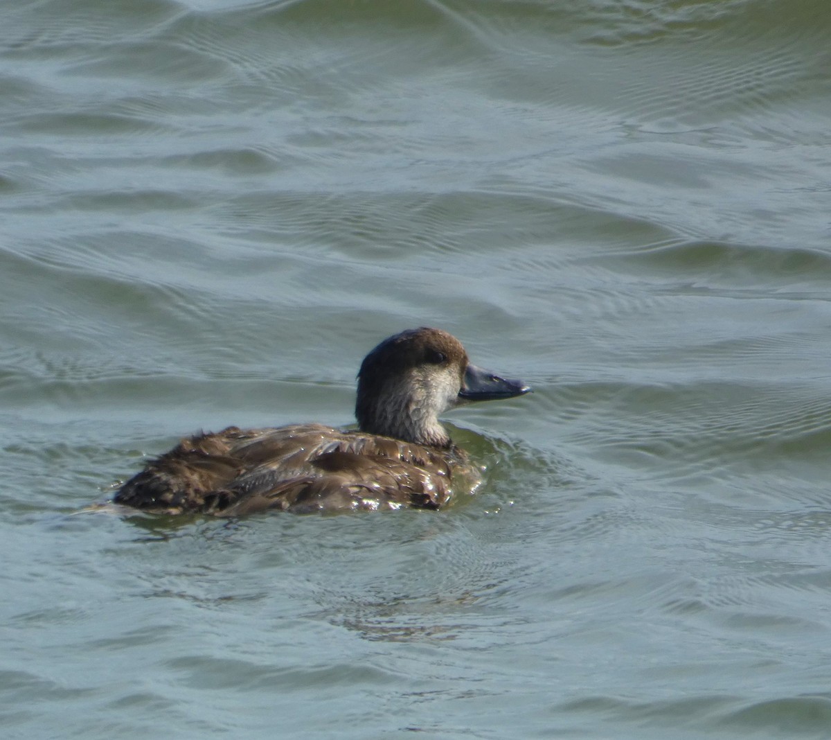 Black Scoter - Matt Baumann