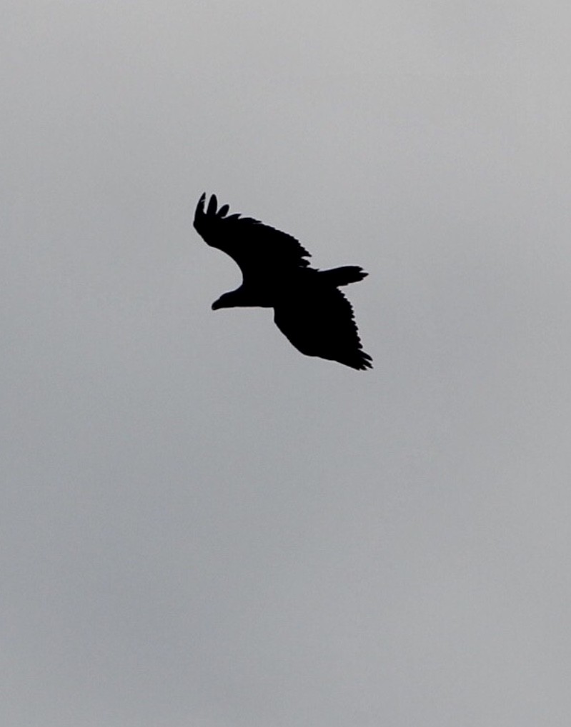 White-tailed Eagle - ML167638171