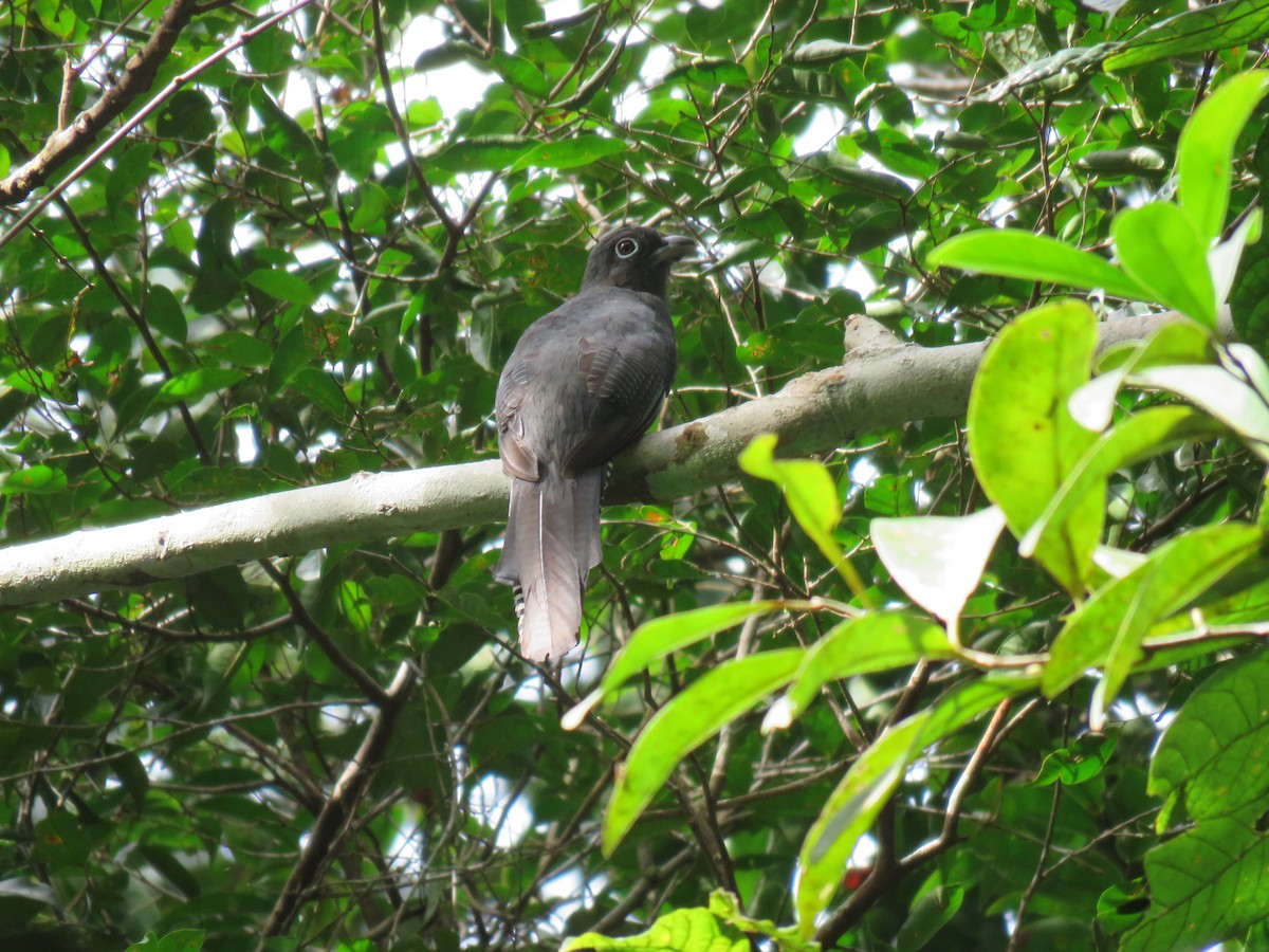 grønnryggtrogon - ML167638301