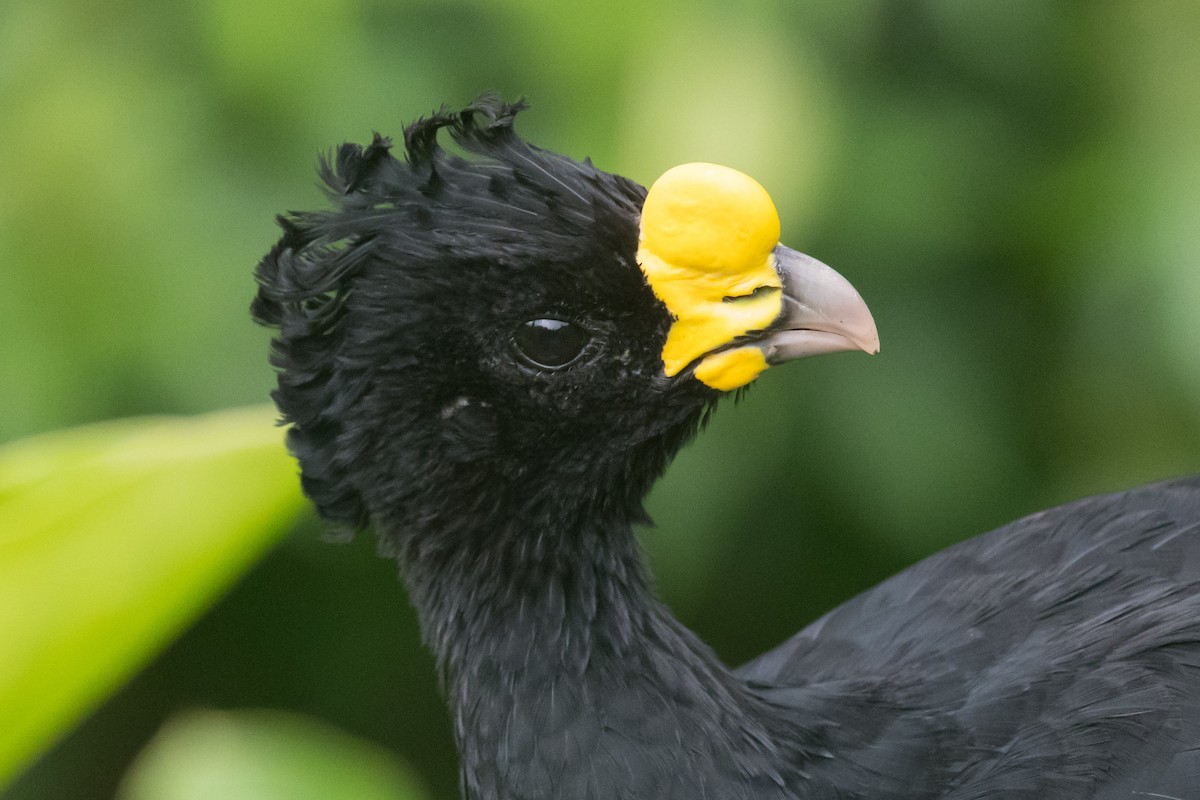 Great Curassow - ML167639361