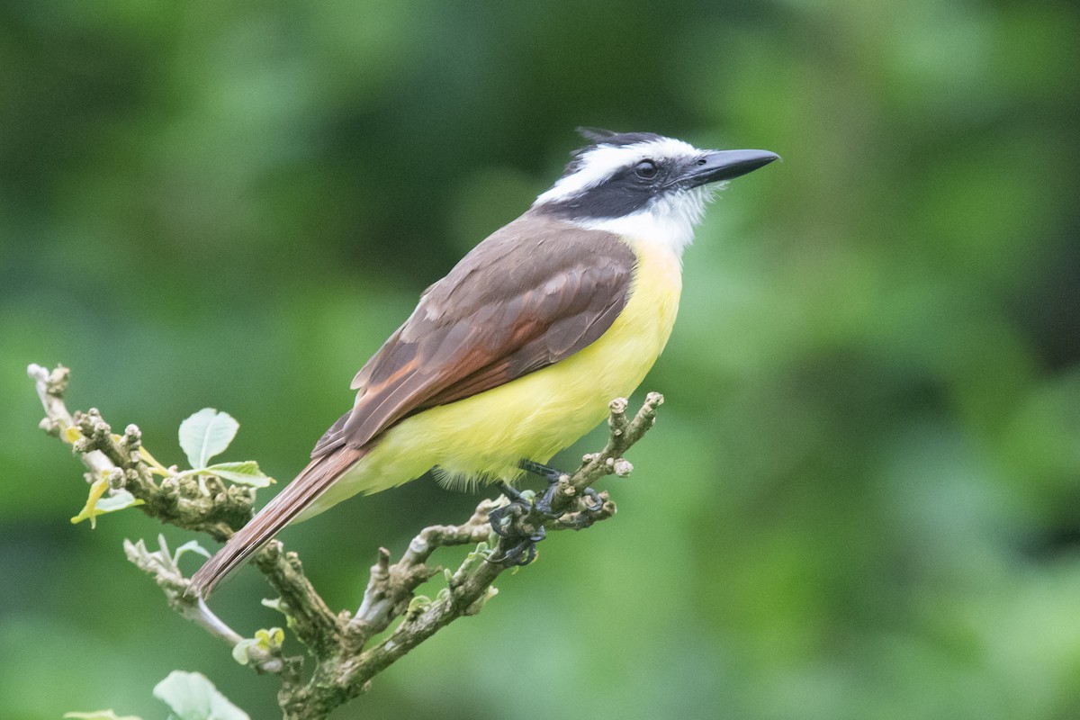 Great Kiskadee - ML167639501