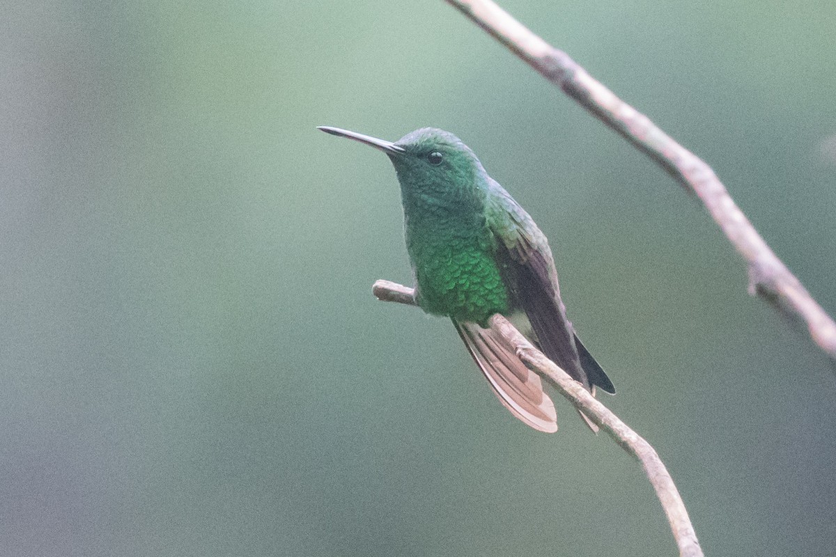 Blue-vented Hummingbird - ML167639511