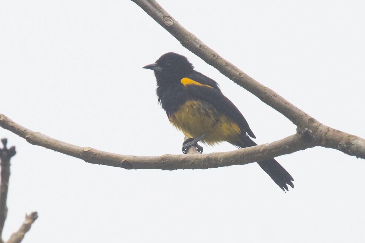 Black-cowled Oriole - ML167639531