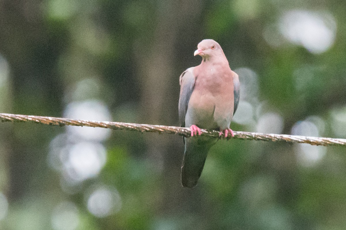 Red-billed Pigeon - ML167639591