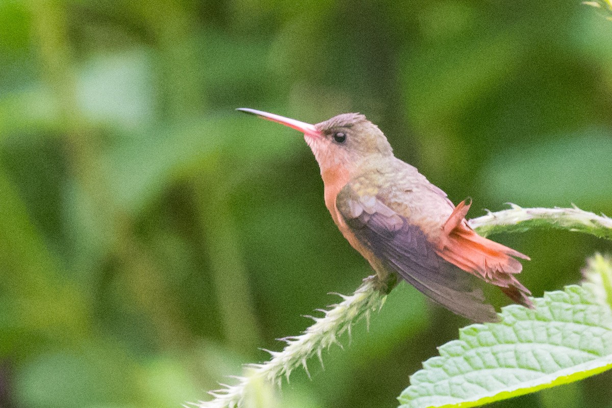 Cinnamon Hummingbird - ML167639721