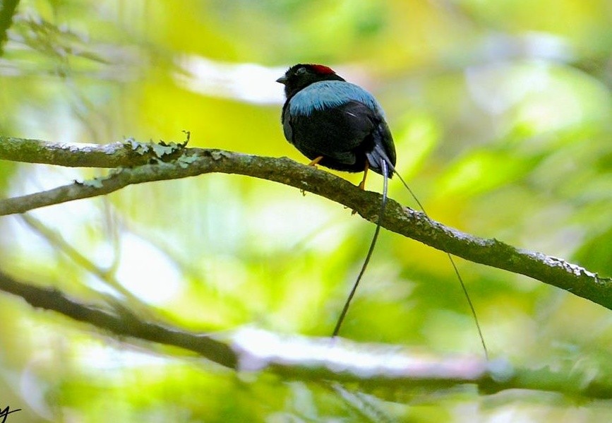 Long-tailed Manakin - Roger Medina