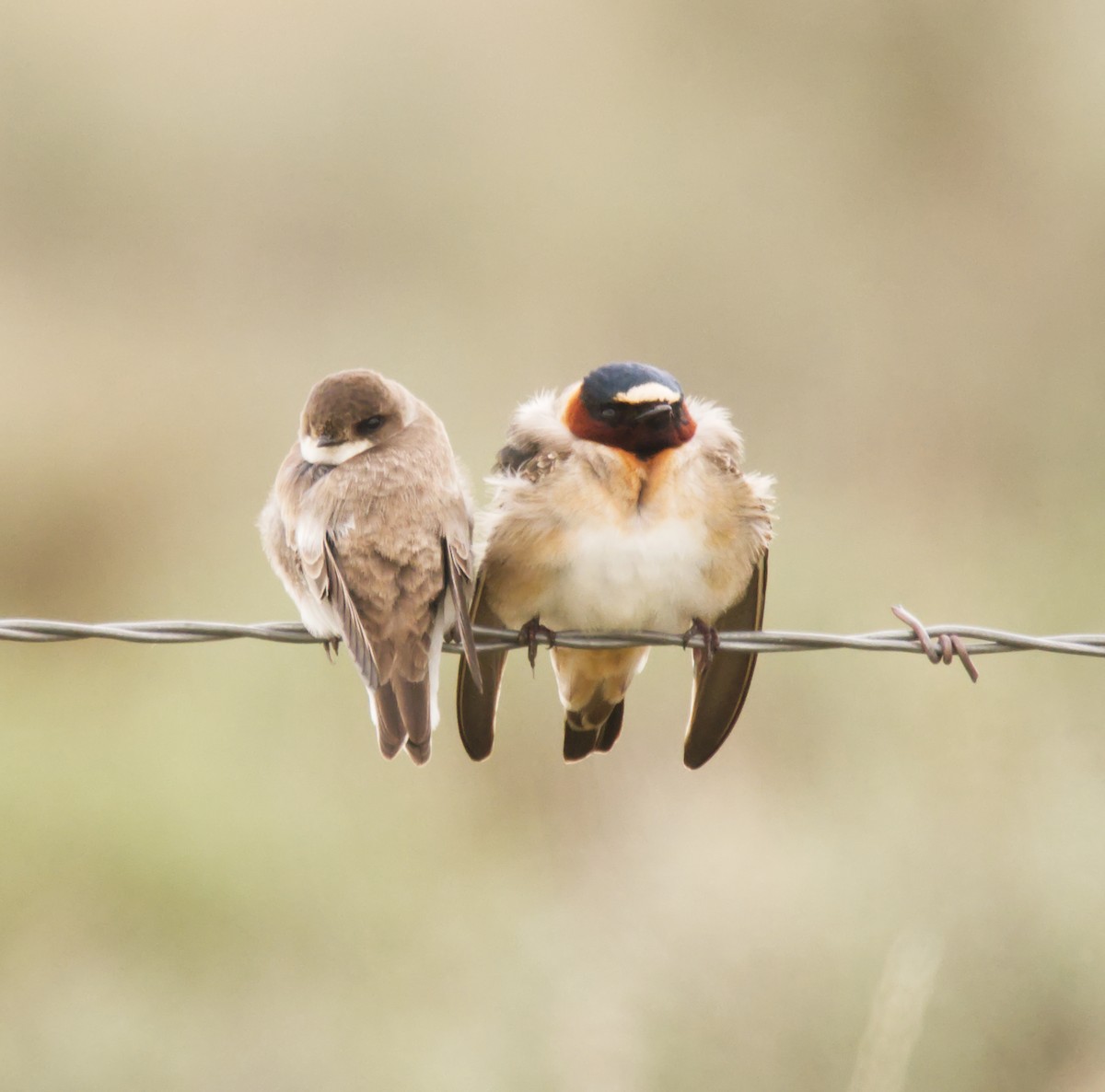 Bank Swallow - ML167641071