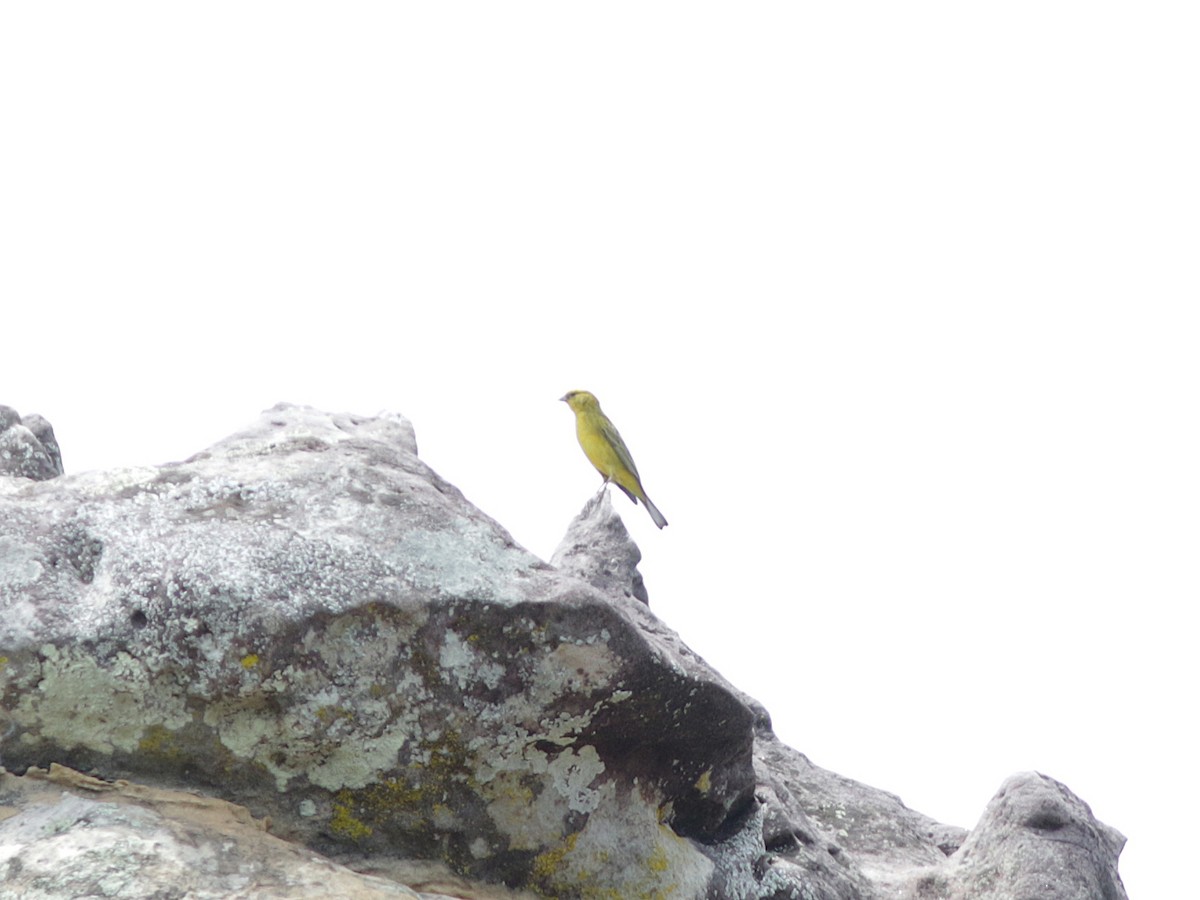 Stripe-tailed Yellow-Finch - ML167641181