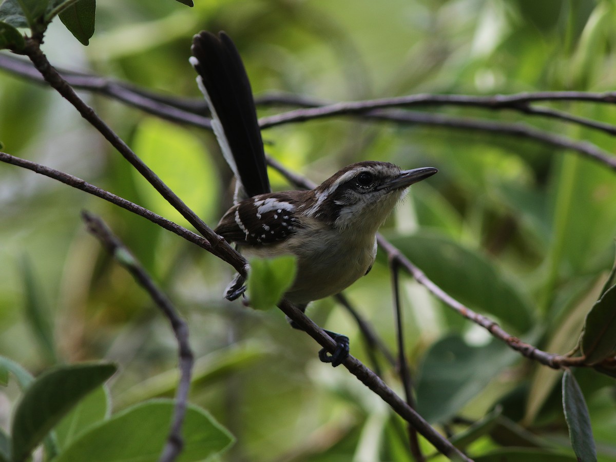 Southern White-fringed Antwren - ML167641191