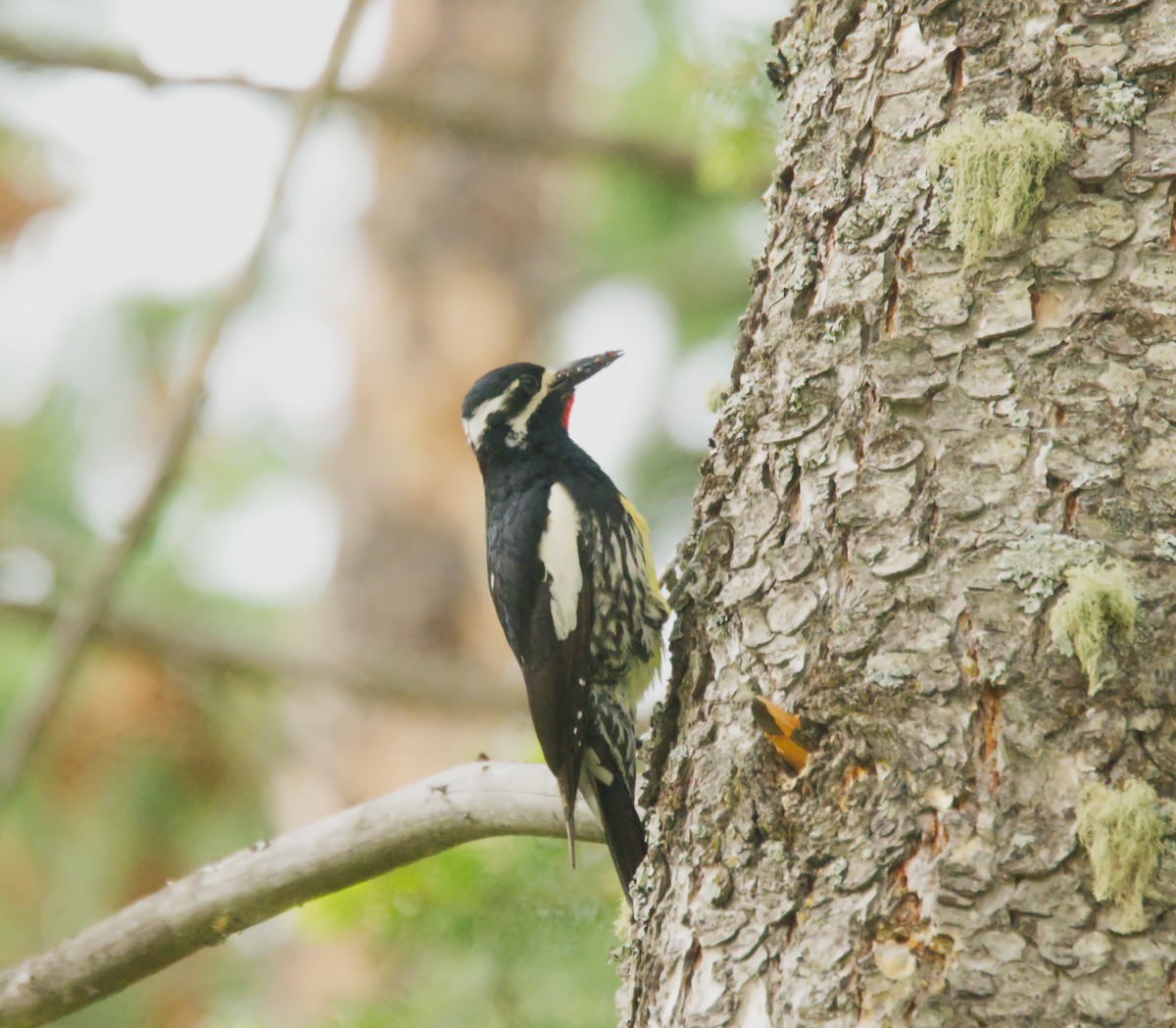 Williamson's Sapsucker - ML167641551