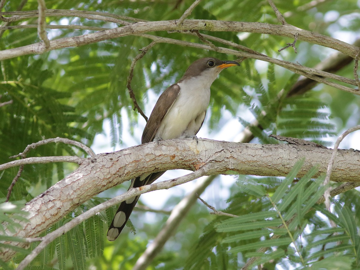 Pearly-breasted Cuckoo - Alex Mesquita / Cariama Ecotur