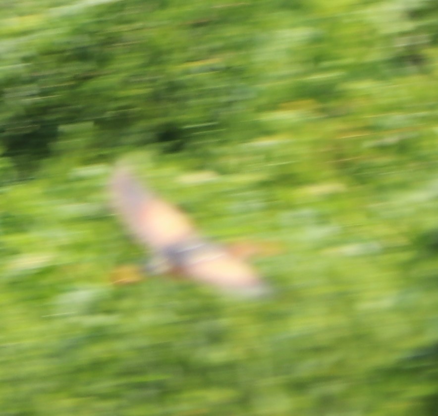 Least Bittern - ML167641941