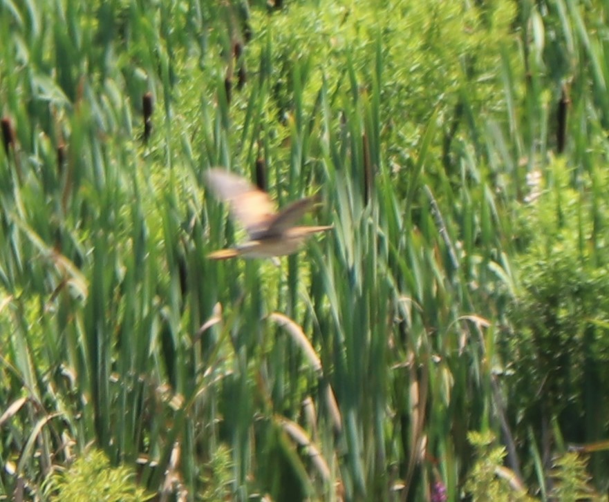 Least Bittern - ML167641951