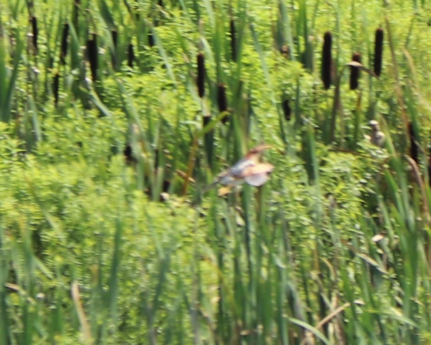 Least Bittern - ML167641971