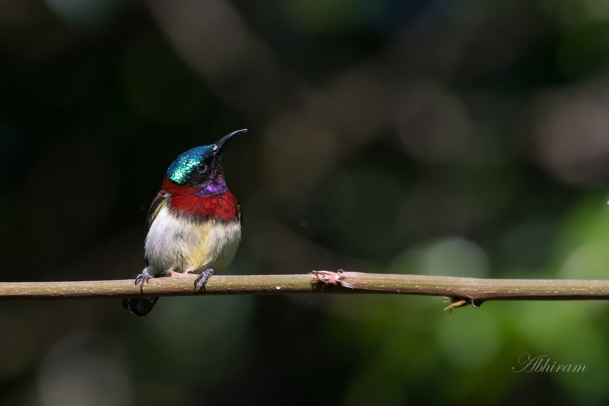 Crimson-backed Sunbird - ML167643161