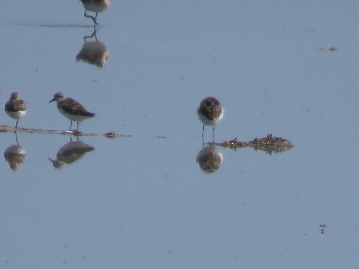 Semipalmated Sandpiper - ML167643661