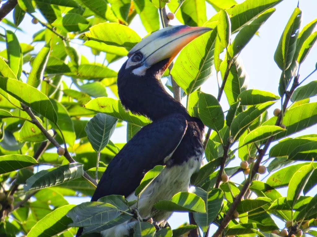 Oriental Pied-Hornbill - ML167646231