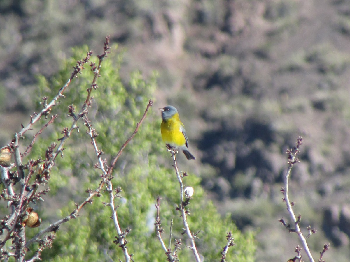 Gray-hooded Sierra Finch - ML167646421