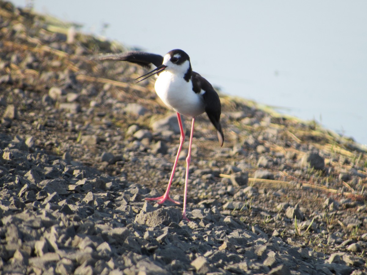 Black-necked Stilt - ML167646691