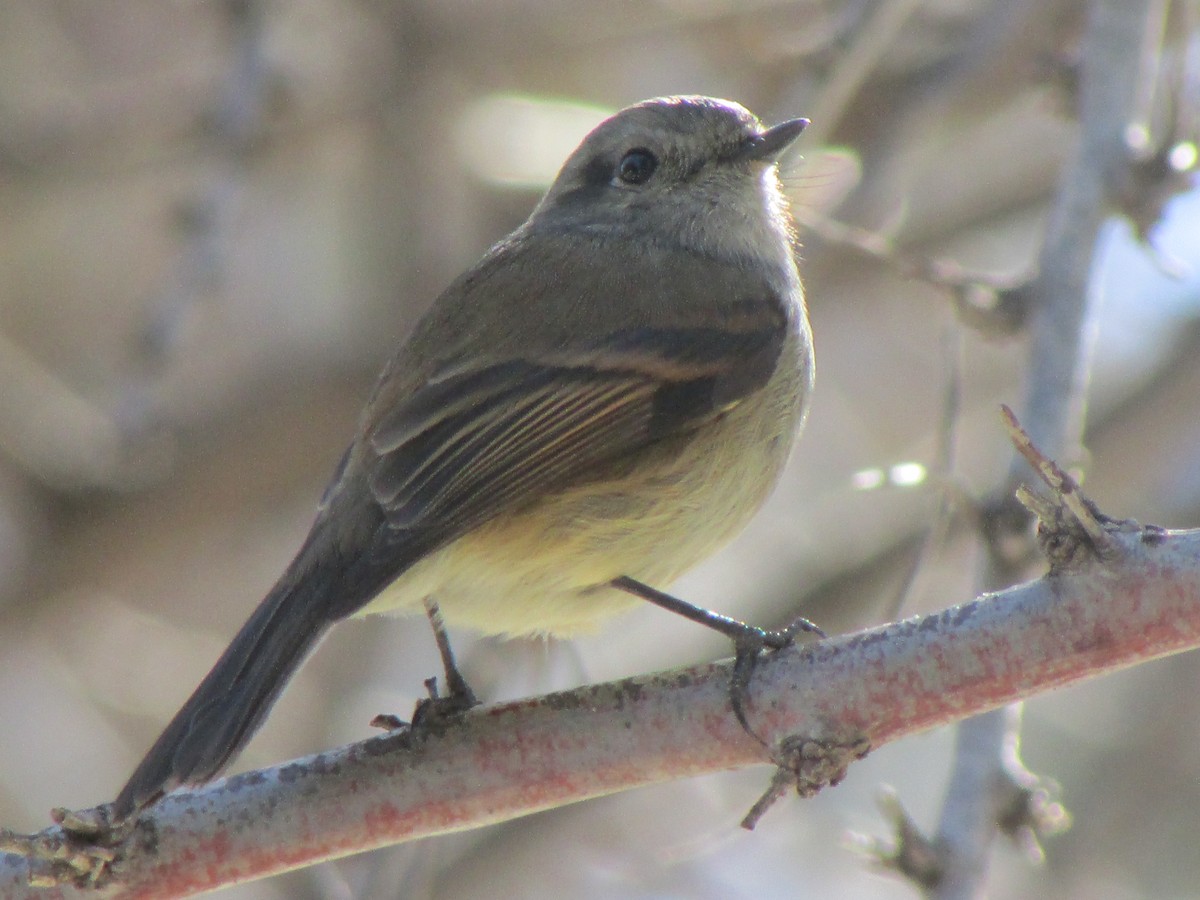 Patagonian Tyrant - ML167646711