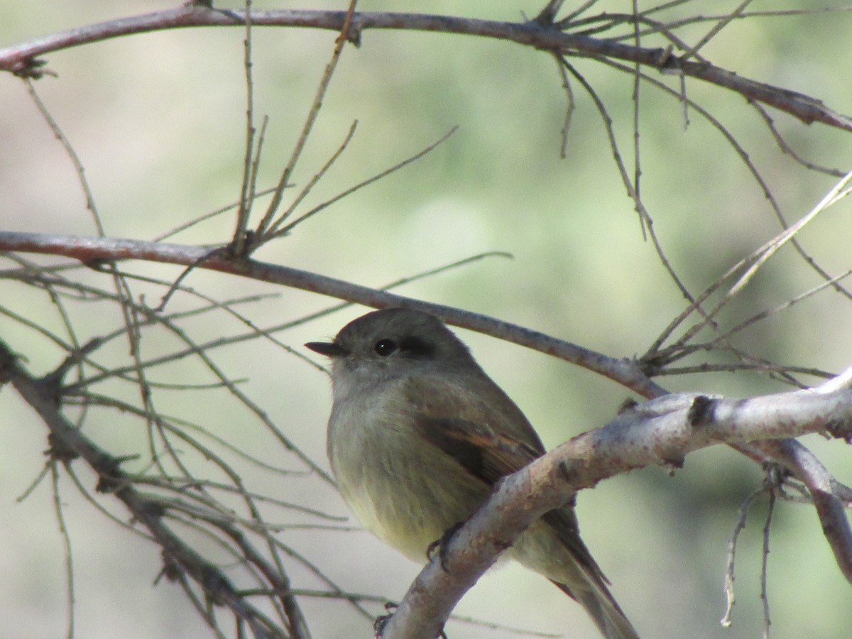 Patagonian Tyrant - ML167646721