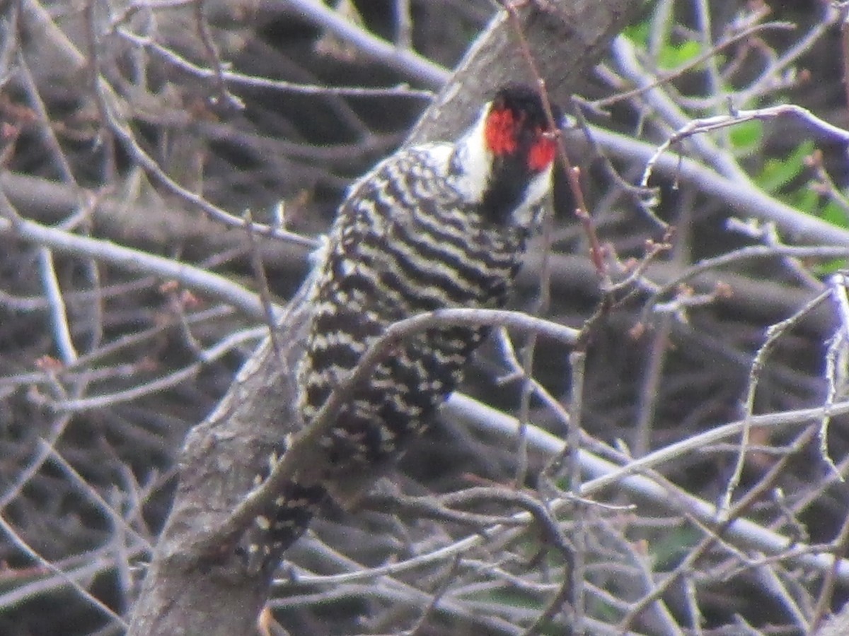 Striped Woodpecker - ML167647091