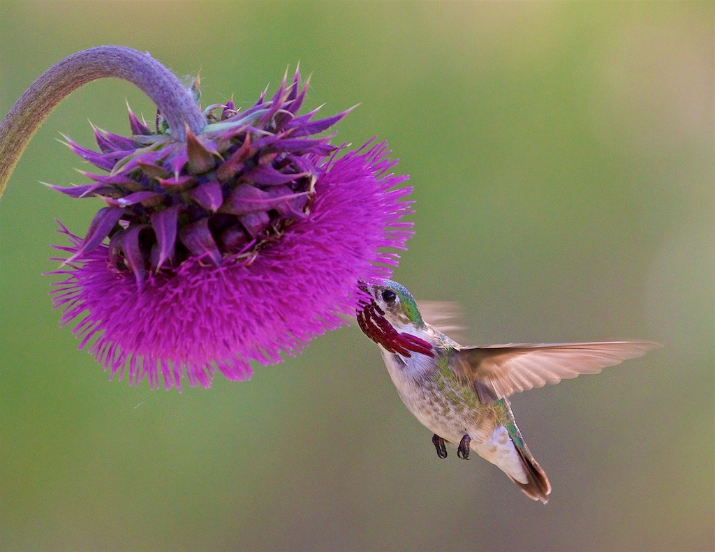 Calliope Hummingbird - ML167648331