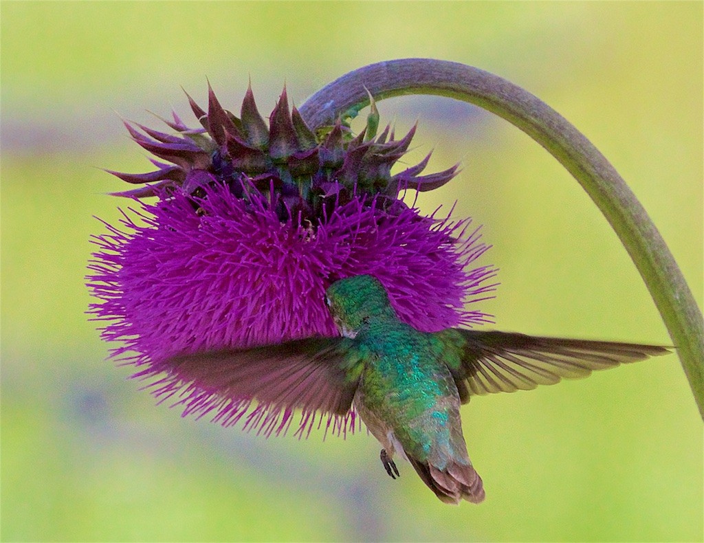 Calliope Hummingbird - ML167648341