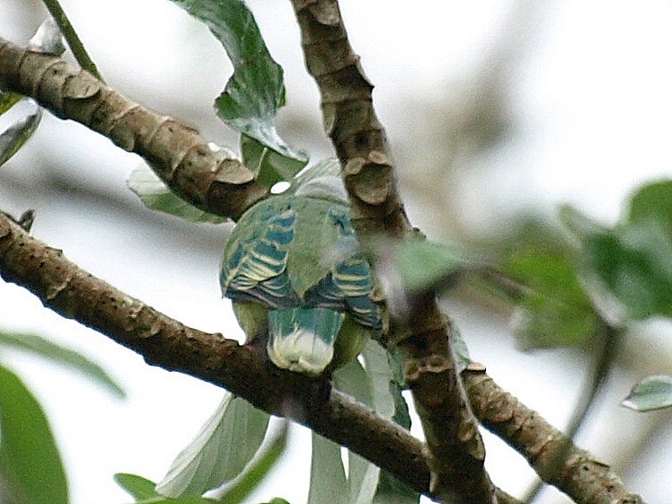 Раротонгский фруктовый голубь - ML167648411