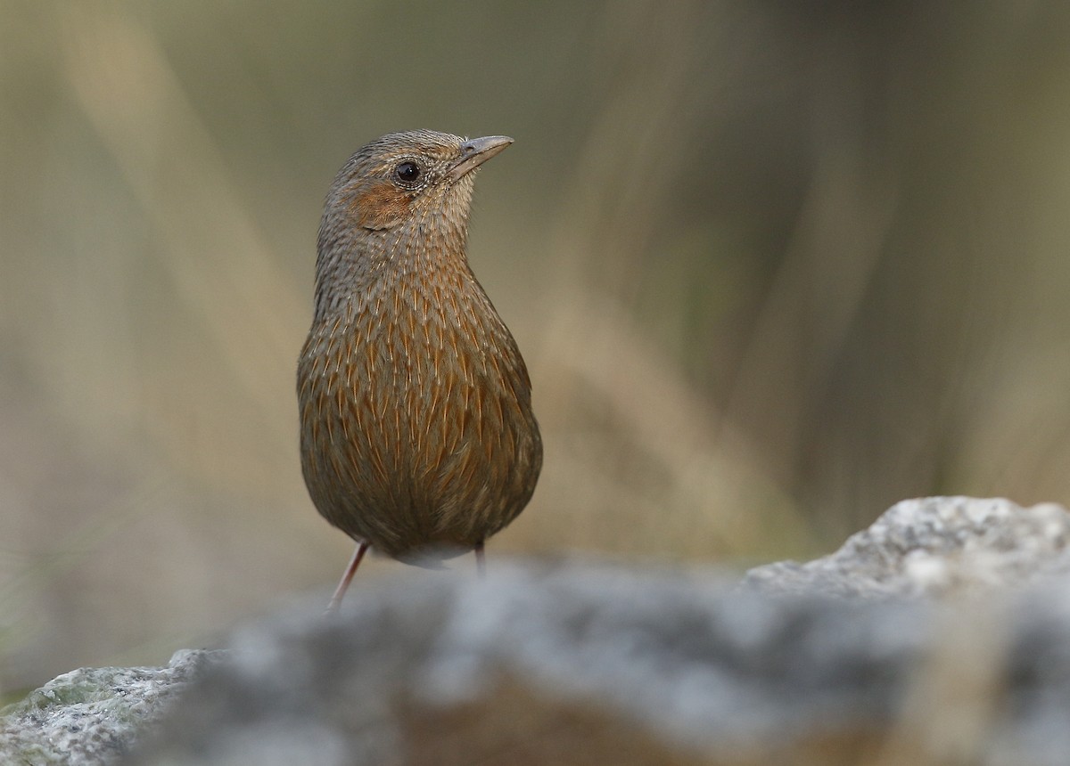 Streaked Laughingthrush - ML167648431