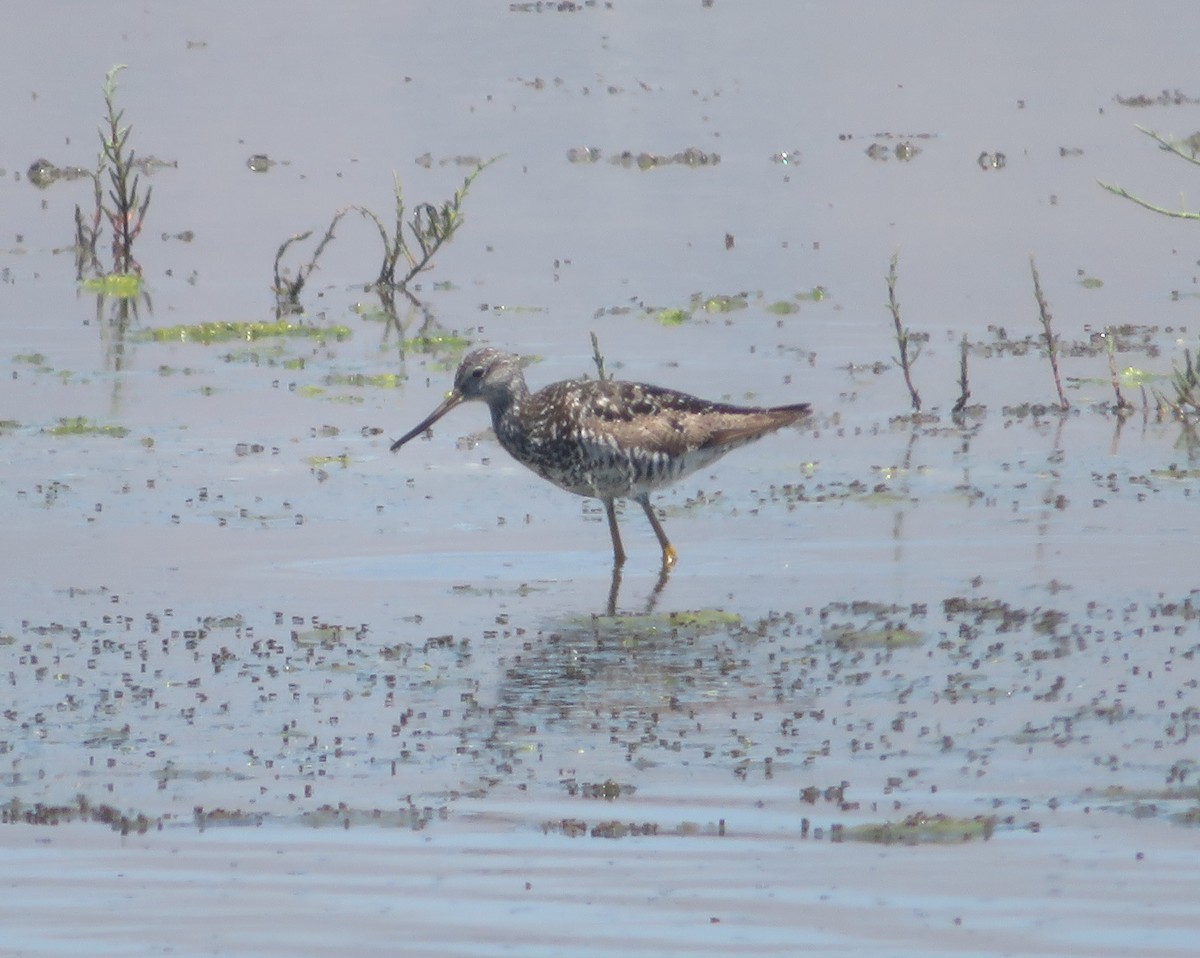 Greater Yellowlegs - ML167649001