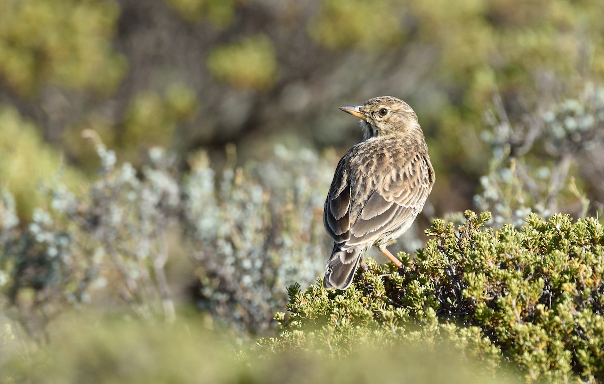 Large-billed Lark - ML167650501