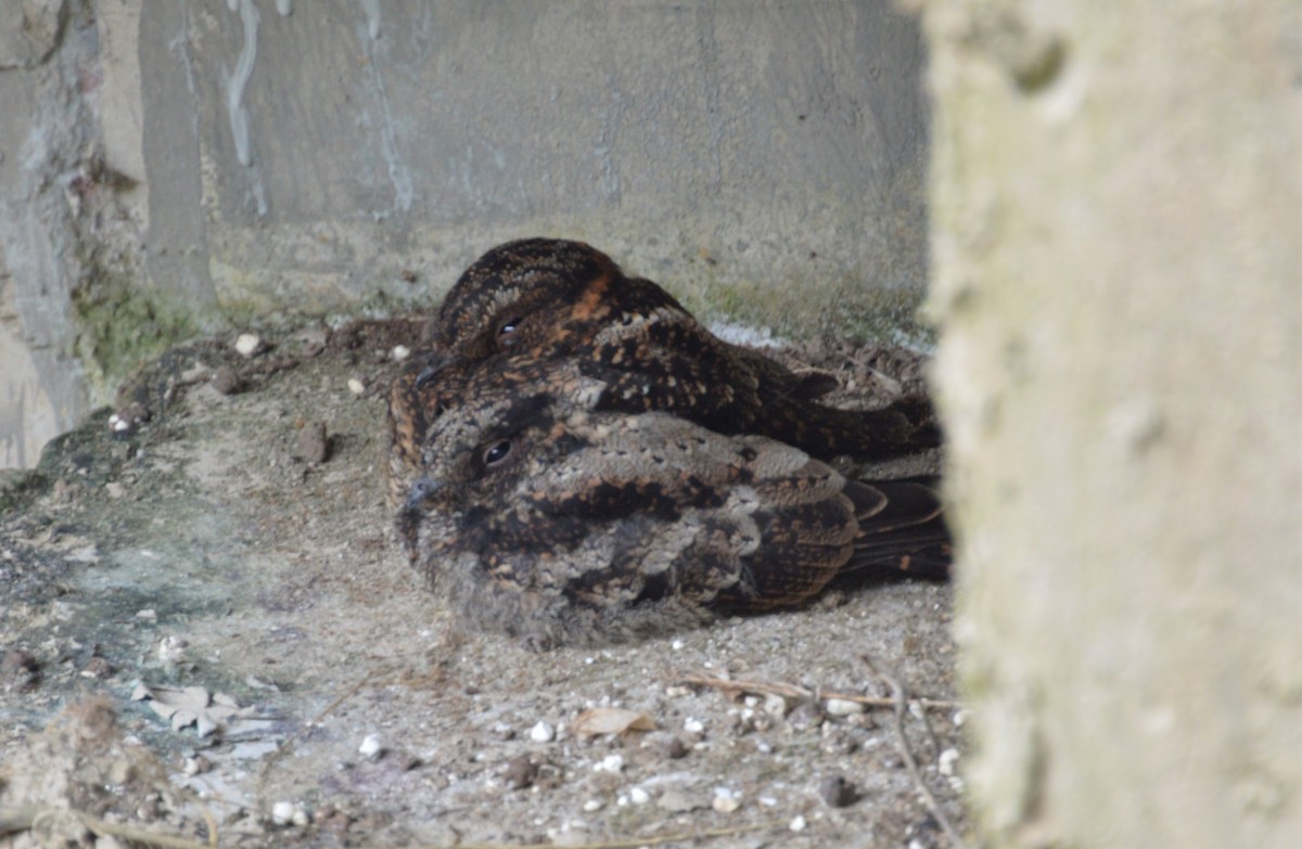 Lyre-tailed Nightjar - David Lawton