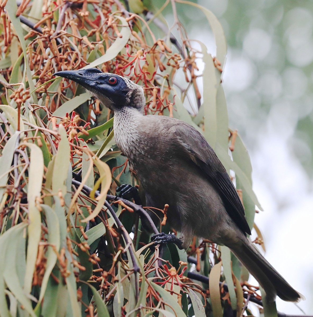 Helmeted Friarbird (Hornbill) - Tony Ashton