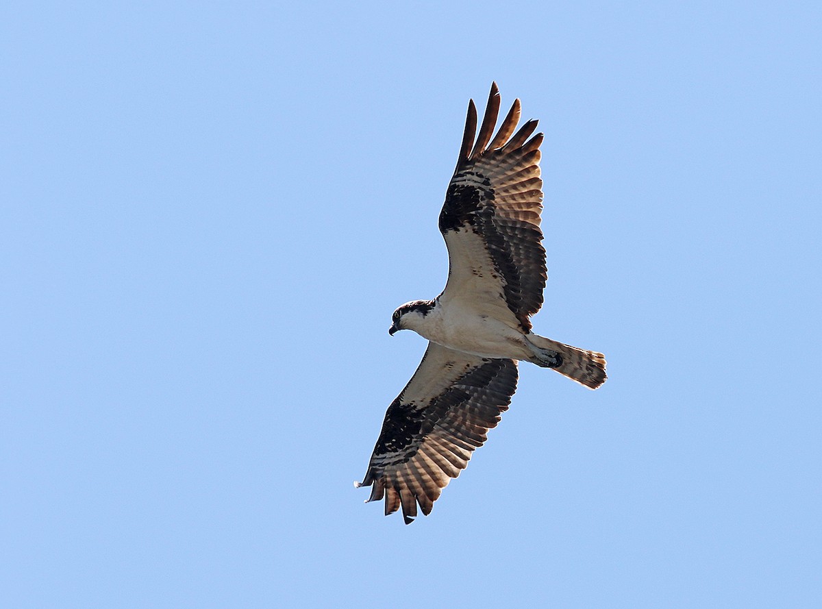 Balbuzard pêcheur - ML167652651