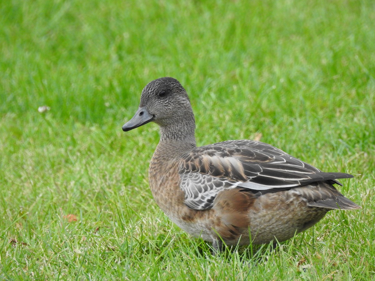 American Wigeon - Heath Harlan