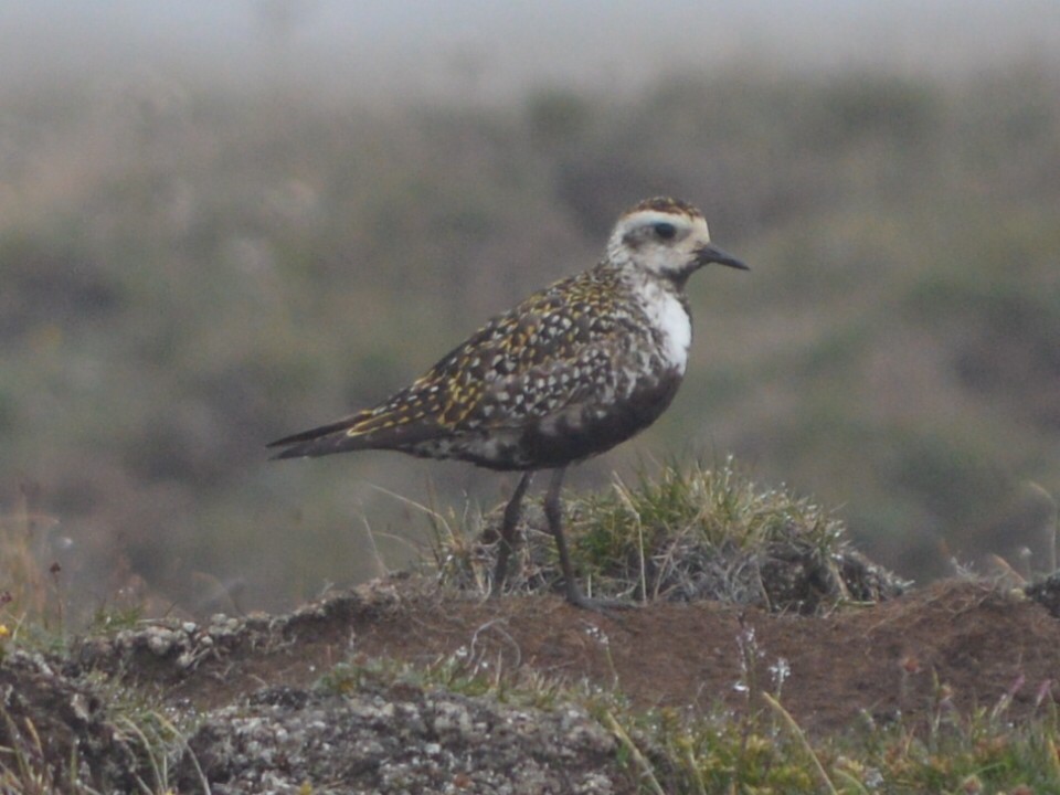 American Golden-Plover - ML167655771