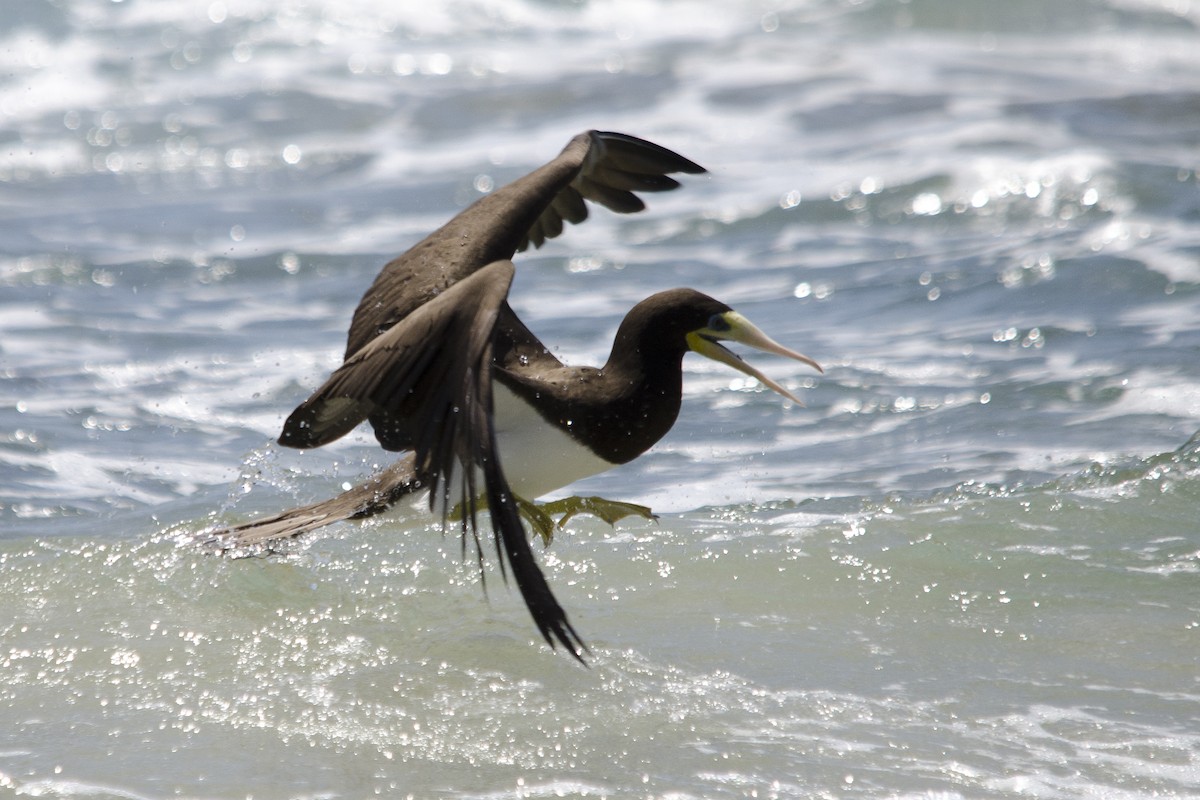 Brown Booby - Luiz Carlos Ramassotti