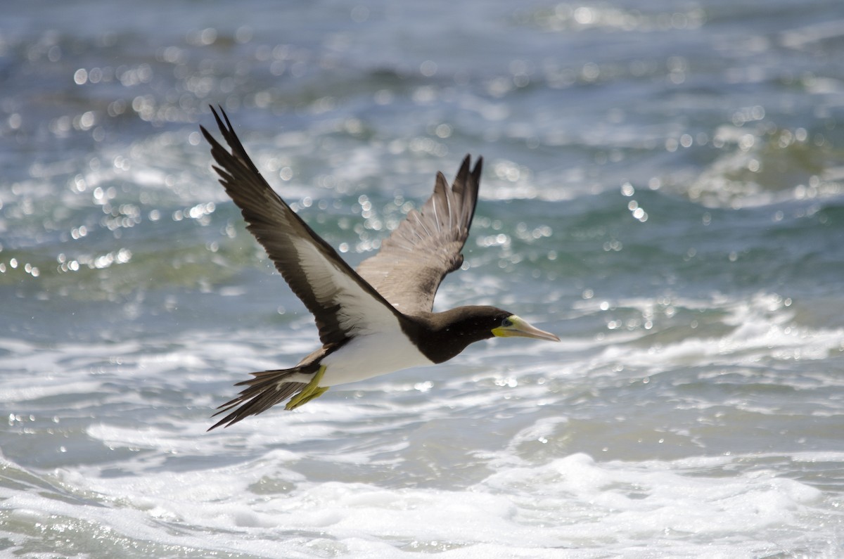 Brown Booby - Luiz Carlos Ramassotti