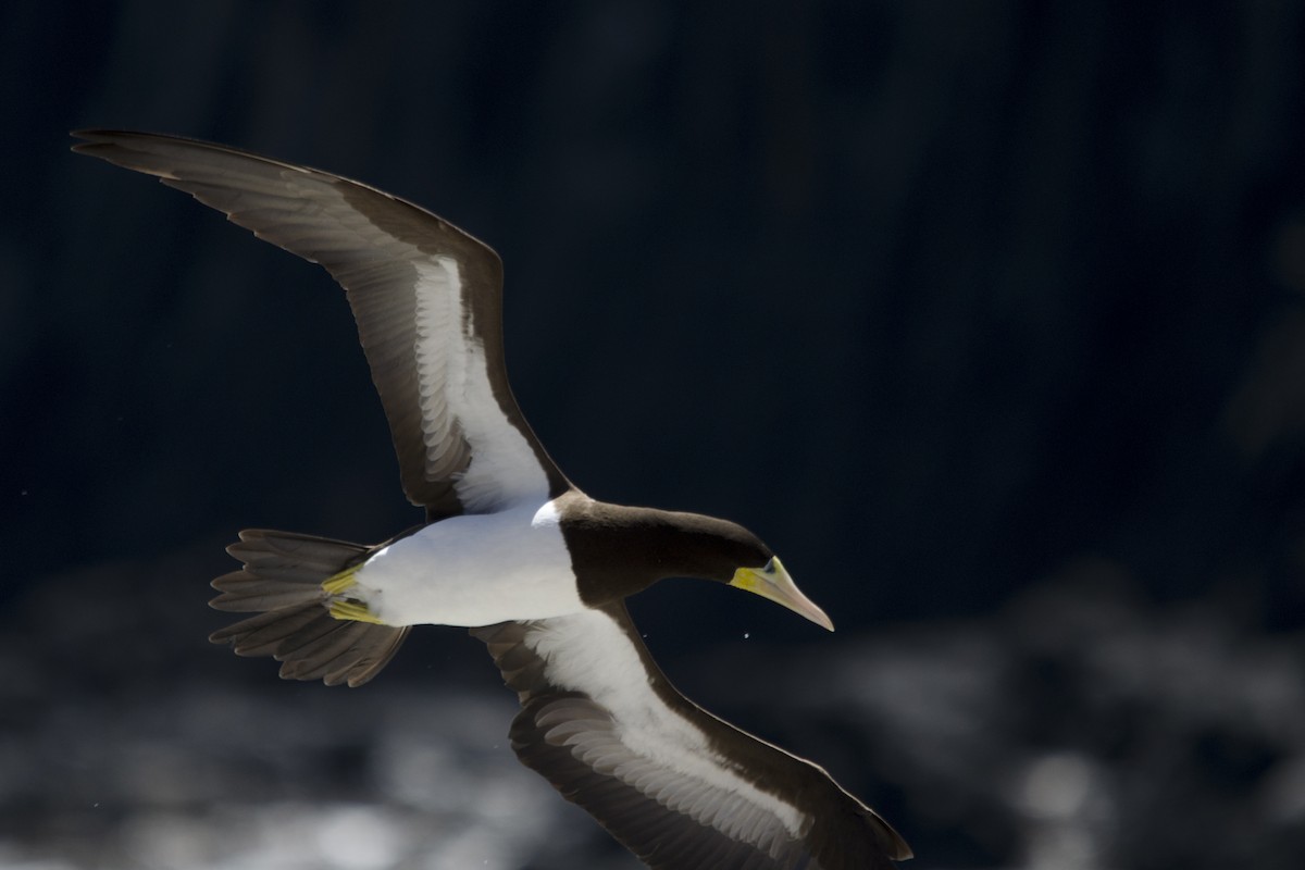 Brown Booby - Luiz Carlos Ramassotti