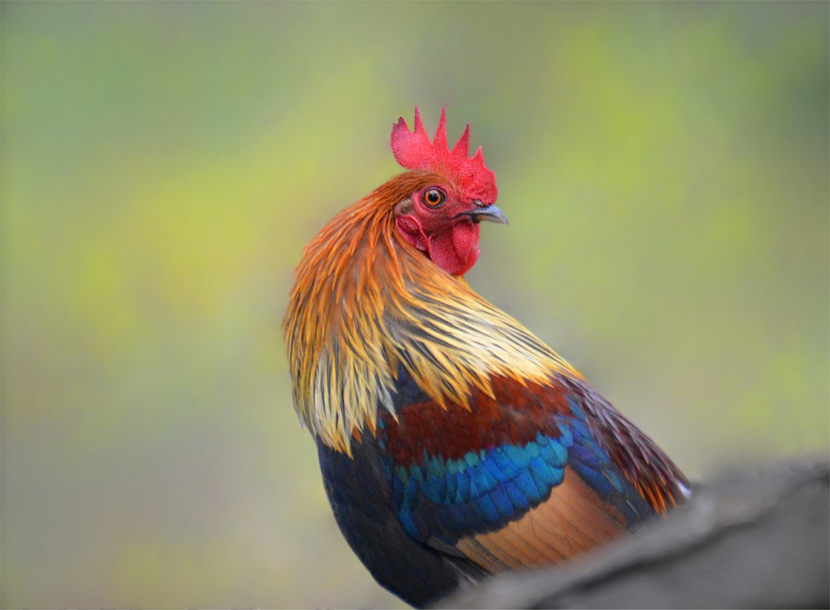 Red Junglefowl - ML167656931