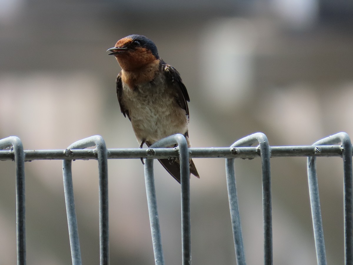 Pacific Swallow - ML167658771