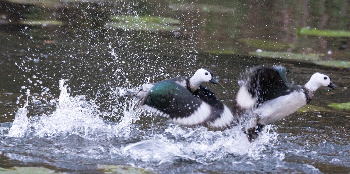 Cotton Pygmy-Goose - Chris Barnes