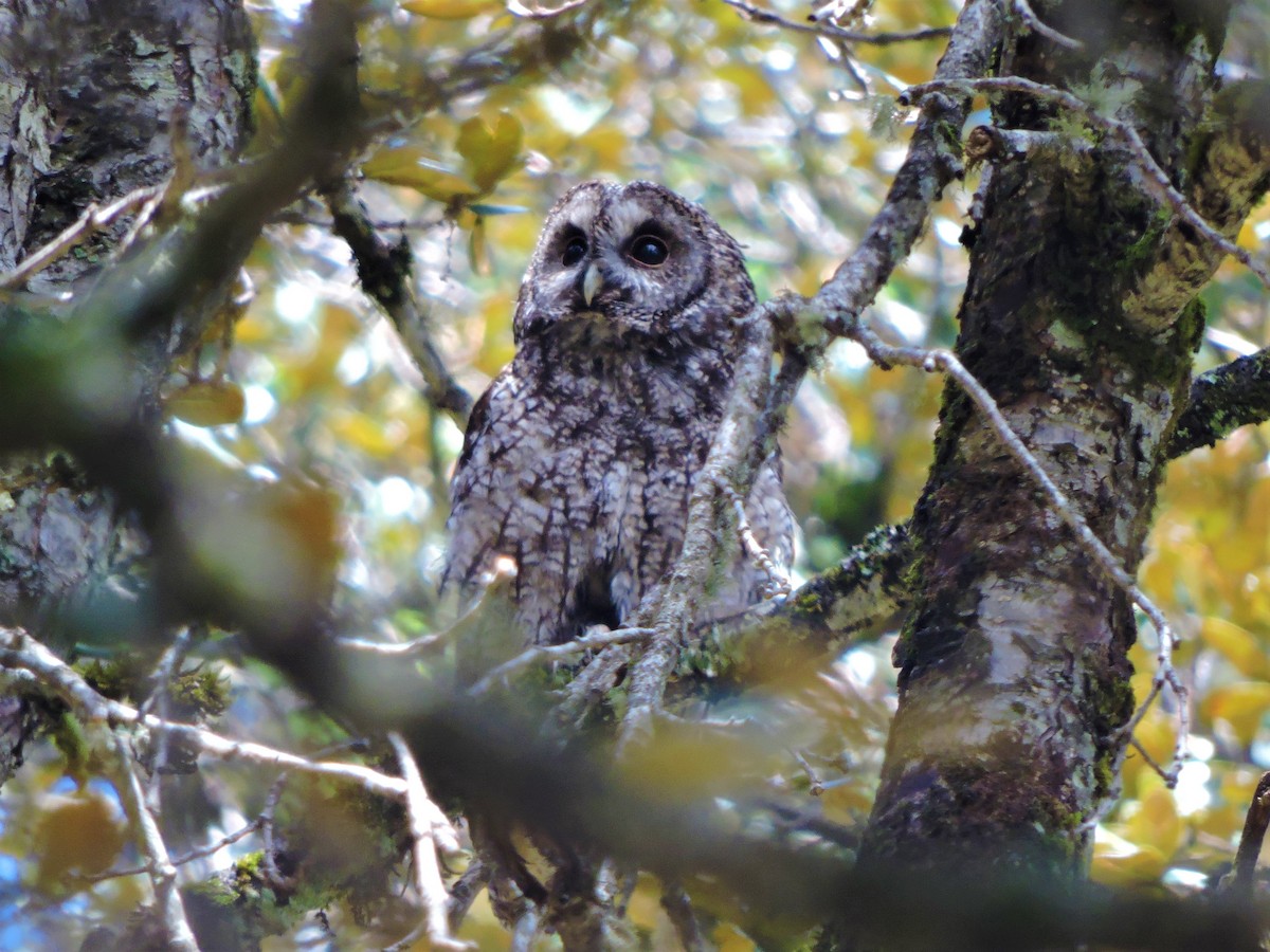 Himalayan Owl - ML167659031