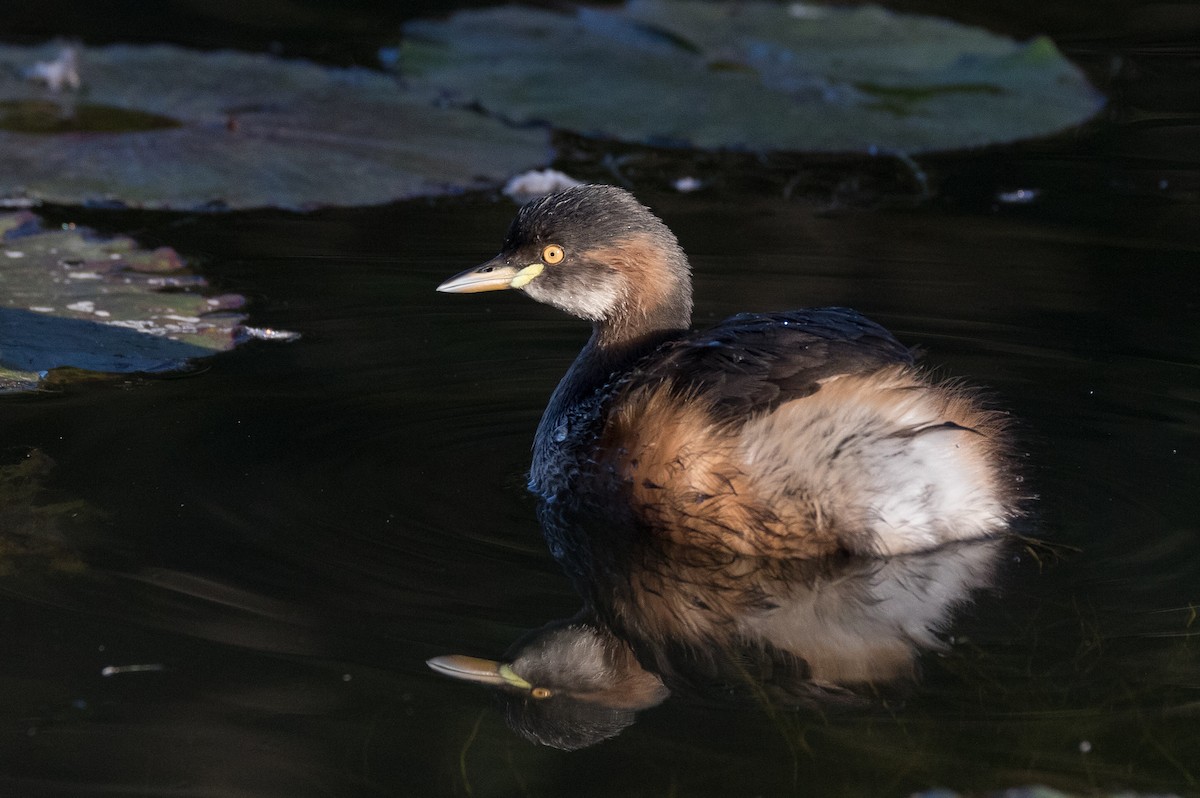 Australasian Grebe - ML167659391