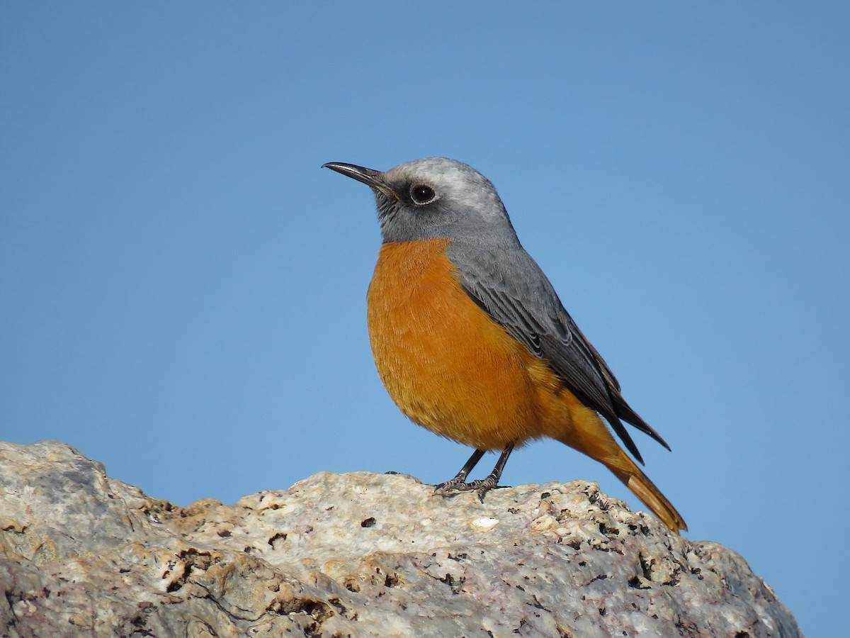 Short-toed Rock-Thrush - John Hall
