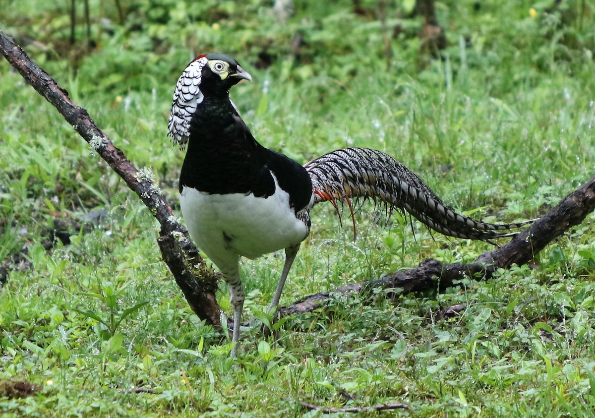 Lady Amherst's Pheasant - ML167661881