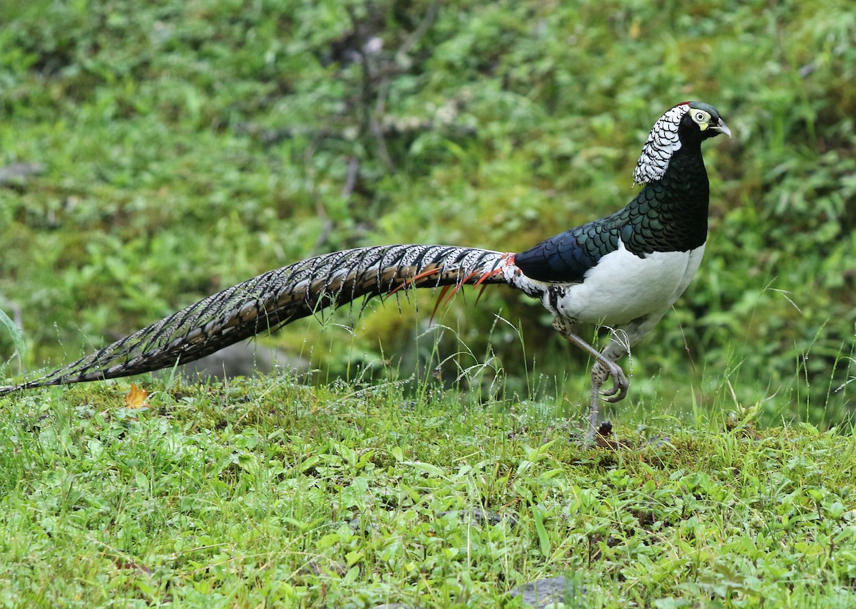 Lady Amherst's Pheasant - ML167662221