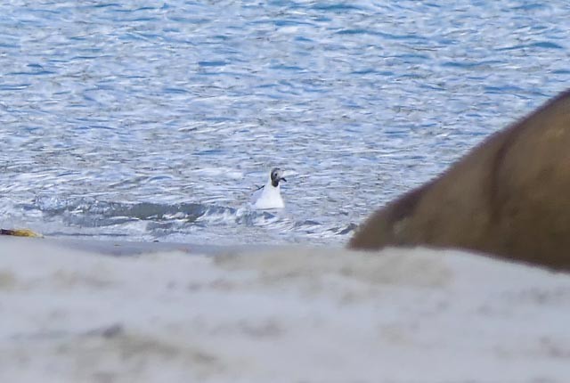 Black-headed Gull - ML167662241