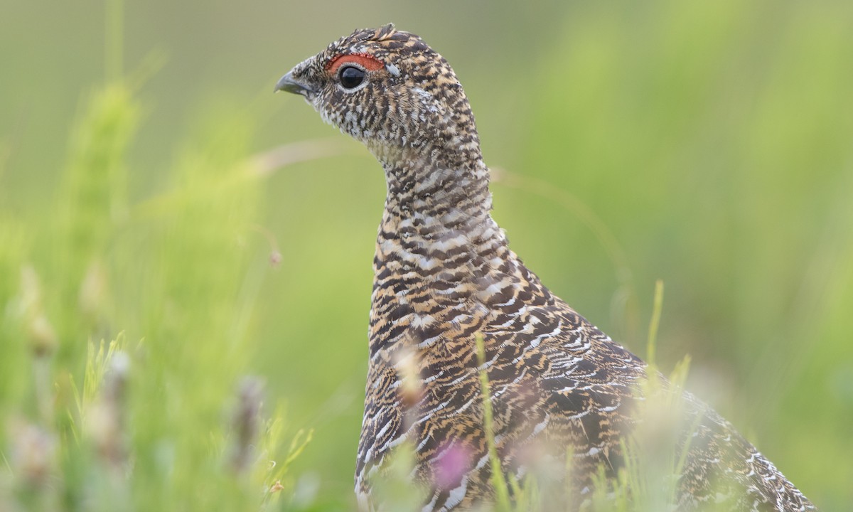 Alpenschneehuhn - ML167663741